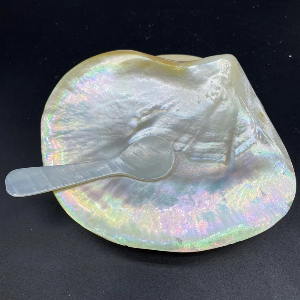 Supplies Shell Tableware and Crafts Kits