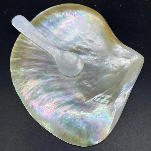 Supplies Shell Tableware and Crafts Kits